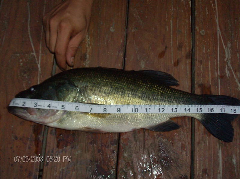 largemouth bass 