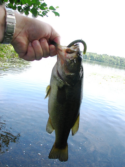 Largemouth #2