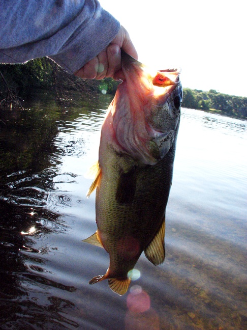 Largemouth #1