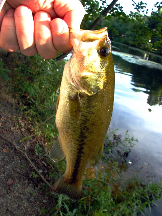 Largemouth #2