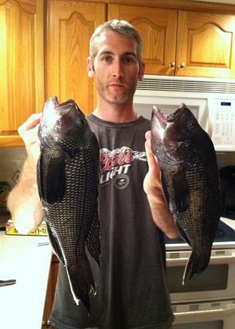 Danvers River Black Sea Bass