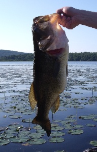 larrylargemouth