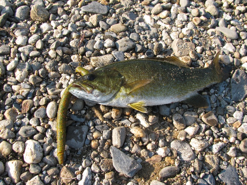 Small Mouth 3.8lbs