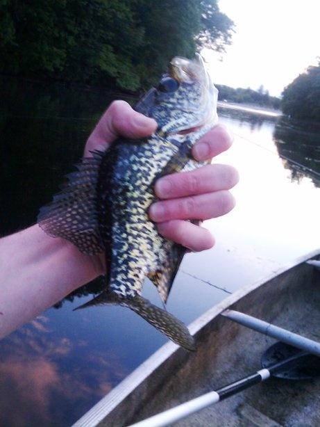 calico bass